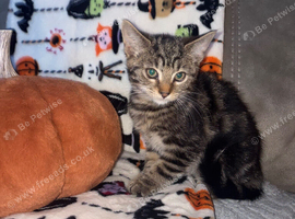 male kitten needing home