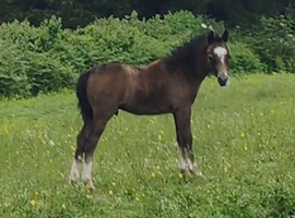 Mulfraen Llew