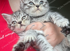 male British shorthair