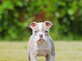 Both vaccines ready now! Olde English bulldogs olde tyme bulldogs