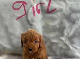 Exceptional Cockapoo Puppies &ndash; 8 Weeks Old &ndash; Ready for Their Forever Homes