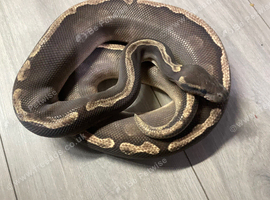 GHI yellow belly ball python