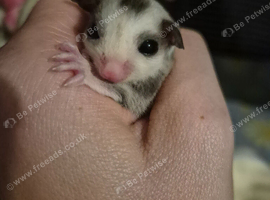 Ringtail mosaic male 100%het leu