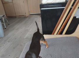 Chorkie