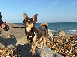Chase- stud available