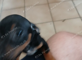 Pups need home