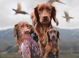 KC registered cocker spaniel stud