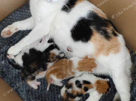 1 cute and adorable calico kitten for sale
