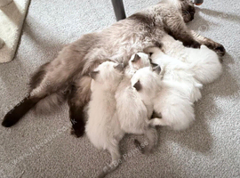 Gorgeous fluffy kittens