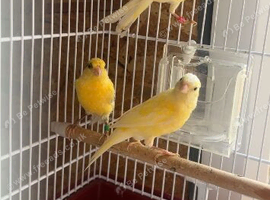 3 yellow canerys