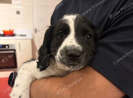 2 Male Sprocker Spaniel puppies for sale