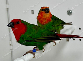 Beautiful pairs of Red face parrot finches for sale