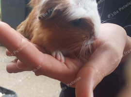 5 female baby guinea pigs ready now