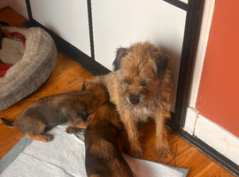 Border terrier