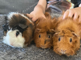 Trio of adult female guineapigs
