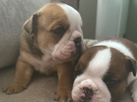 KC registered Traditional English Bulldog puppies