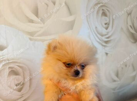 KC Reg Pomeranian Puppy&rsquo;s