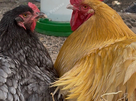 Orpington Rooster & Brahma Hen