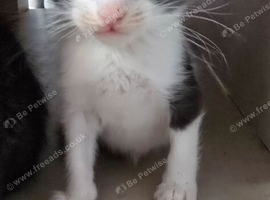 4 kittens