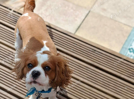 Hugo 3 years old