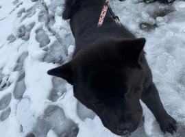 1 year old chow chow for sale