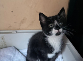 3 lovely kittens looking for new homes