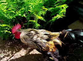 Silver gold Maran cockeral