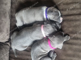 Stunning staffy girls