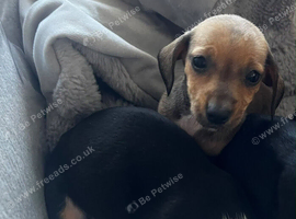 Miniture dachshund