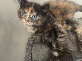Turkish angora and persian