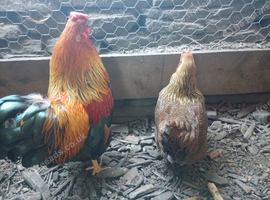 Pair of Partridge Wyandotte bantams