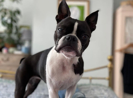 Boston terrier girl available for a new and experienced home