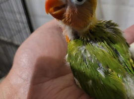 Lovebirds