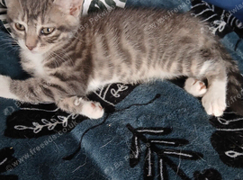 Gorgeous kittens