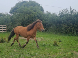 Sweet Dartmoor Hill Pony Gelding