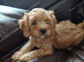 Cavapoo puppies for sale