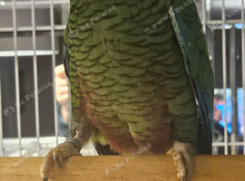 Rare Cuban amazon female handreared