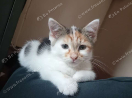 1 girl kitten