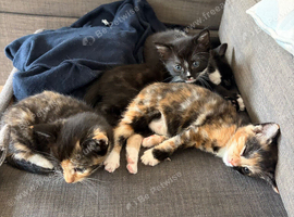 Beautiful part ragdoll kittens