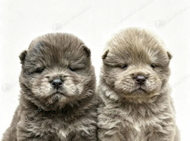 Beautiful lilac and Merle chow chow puppies