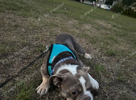 Boxer cross frenchie