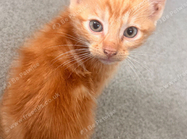 Kittens for rehome
