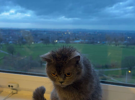 Persian British short hair 2 years old 3 weeks pregnant