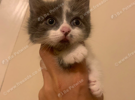 3 female kittens for sale