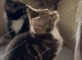 Lovely friendly kittens