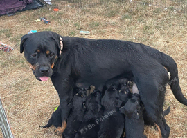 Beautiful Rottweiler cross German shepherd puppies