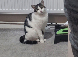 Female cat White and green 2 years