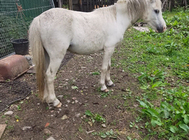 part bred section A grey filly for sale