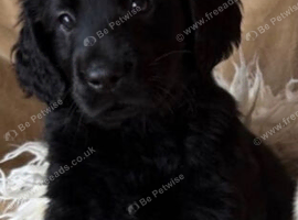 Stunning black flat coats
