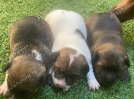 Jack Russell puppies